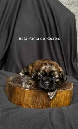 Beta