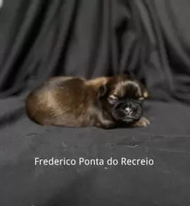 Frederico 