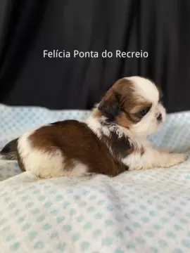 Felícia 
