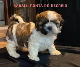 Babalu
