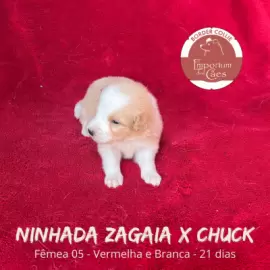 Nina - Fêmea 5 - Zagaia x Chuck