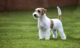 Gloria