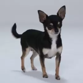 Chiquinha