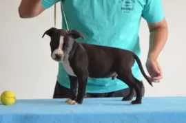 Macho 2 - Preto / Branco