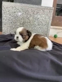 MOANA