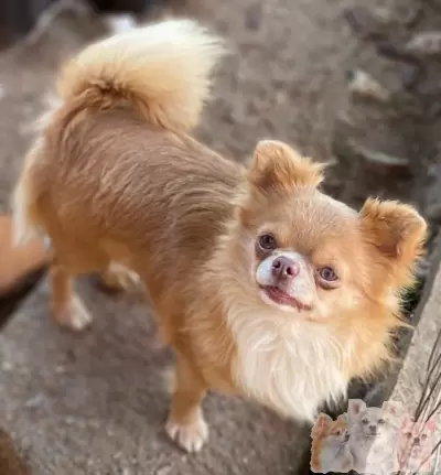 TINO