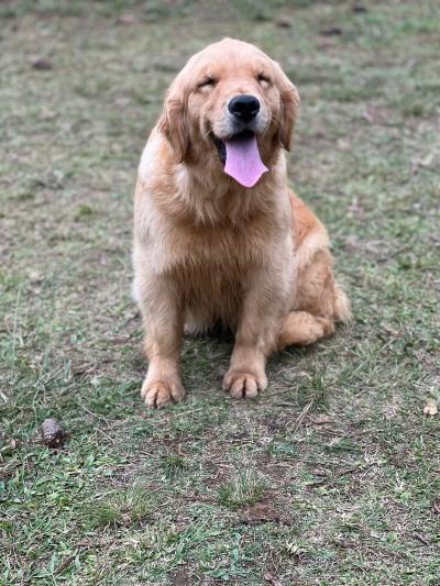 Tradução do amor! ♥️ #amor #goldenretriever #cachorro #fy