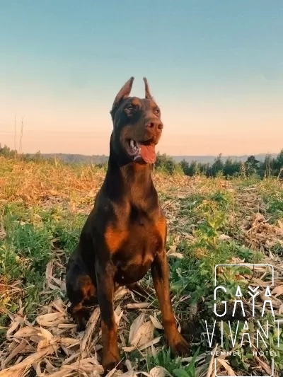 Conheça o Doberman