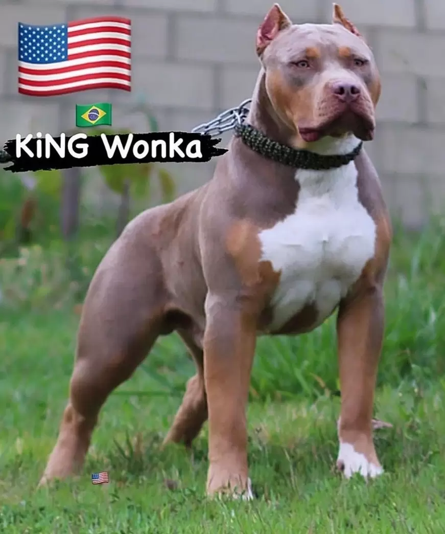 King wonka  lpk