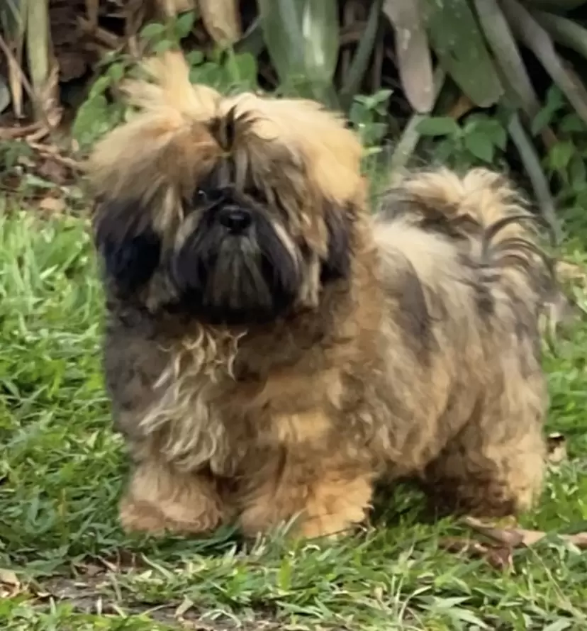 Bruno