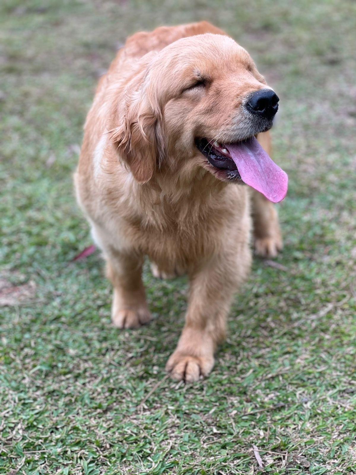 Tradução do amor! ♥️ #amor #goldenretriever #cachorro #fy