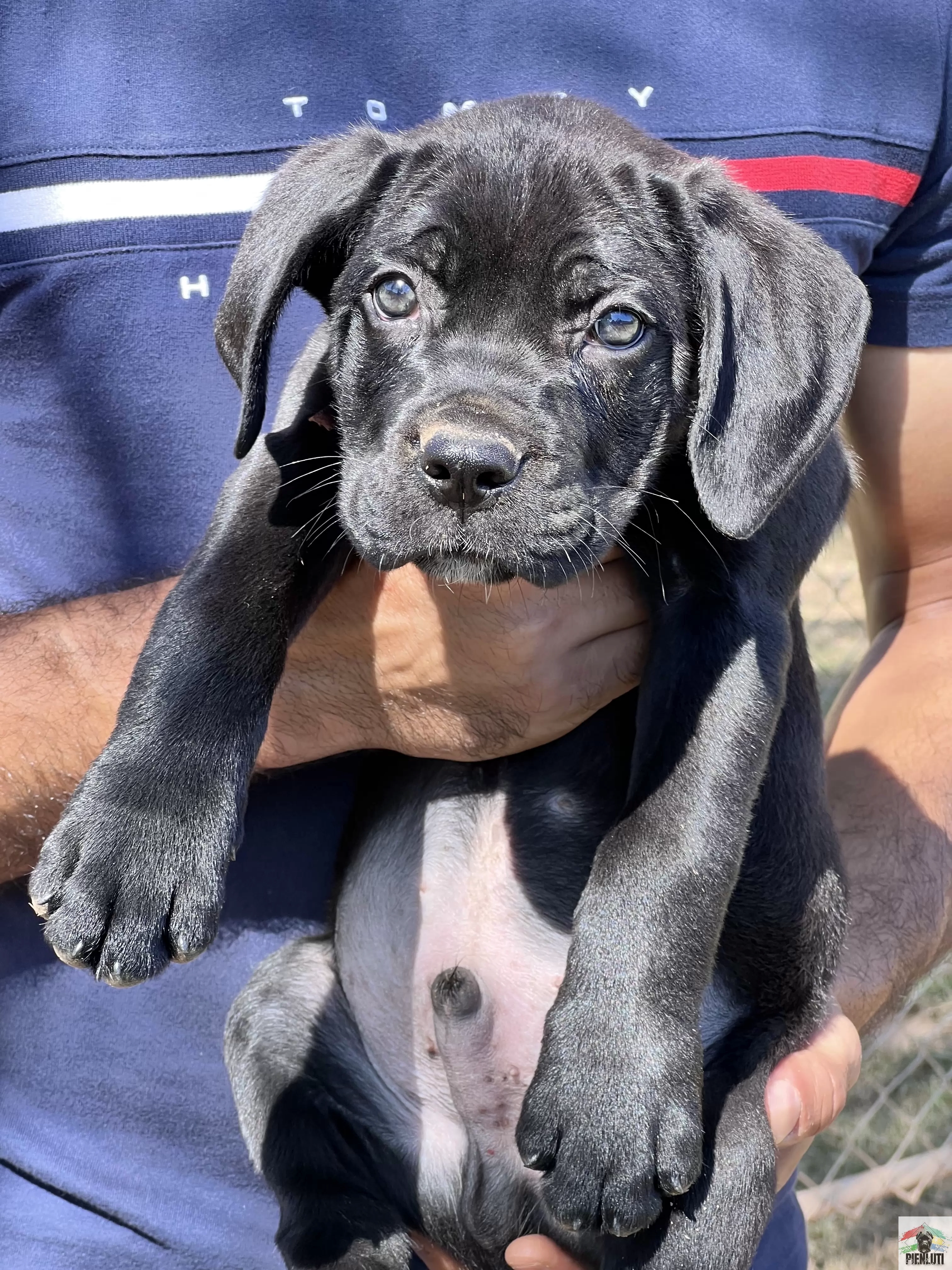 Cane Corso - TCane Corso Criador da raça Cane Corso. Our Kennel