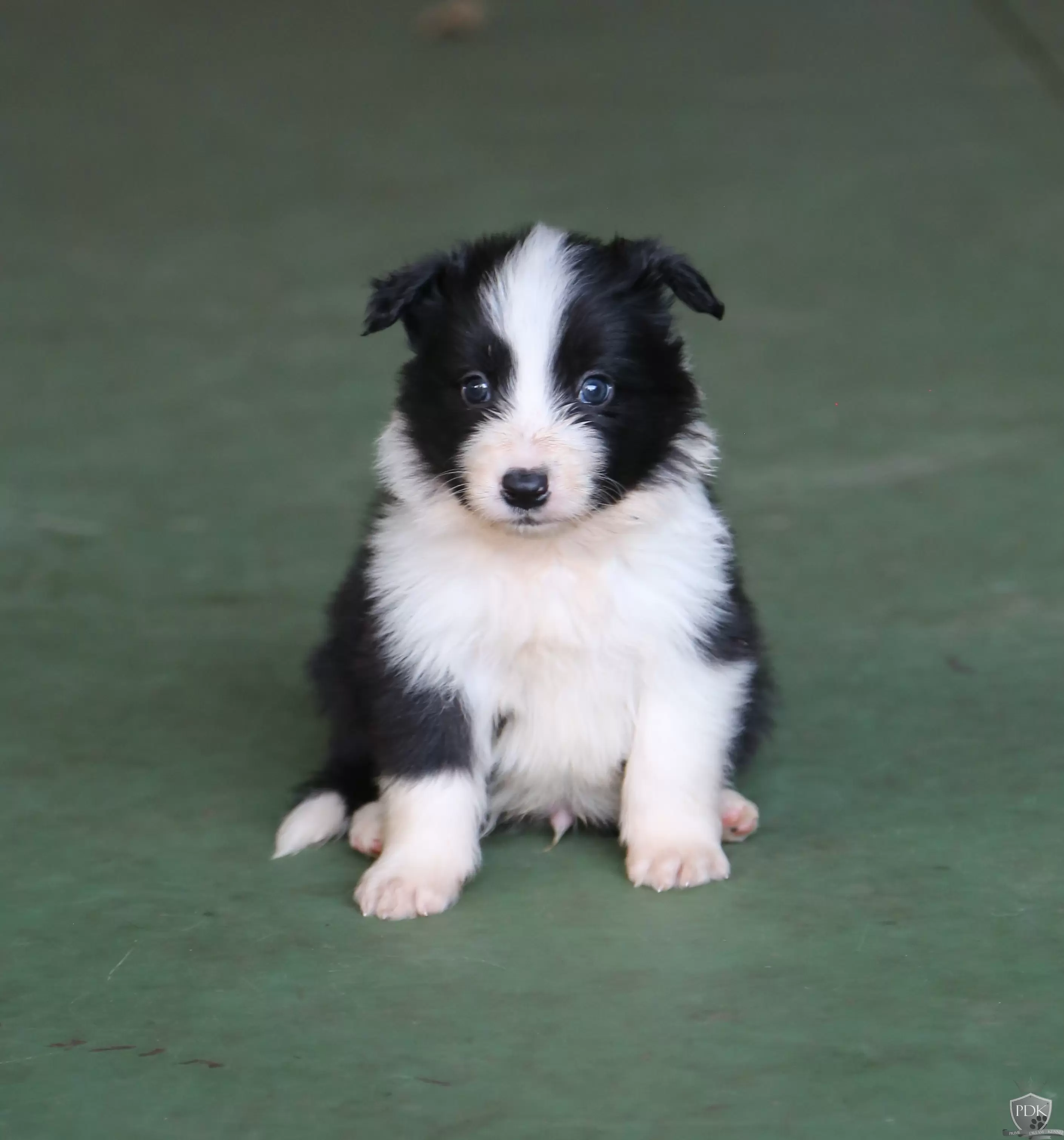 Canil Best Border Collie