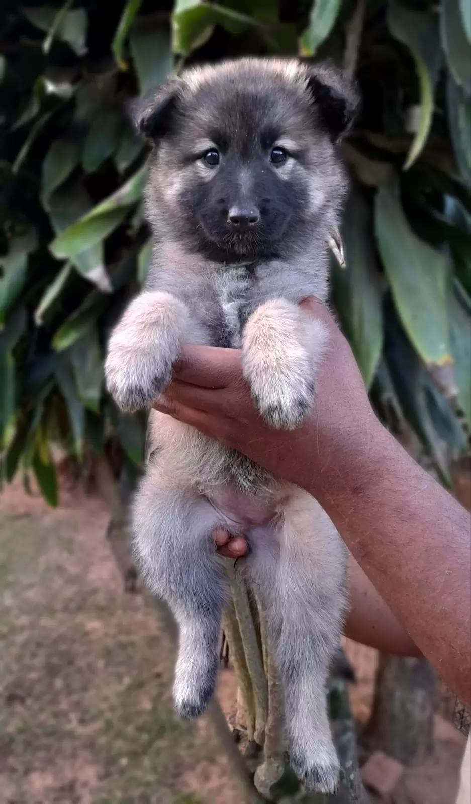 Preços baixos em Pastor Belga groenendael colecionável