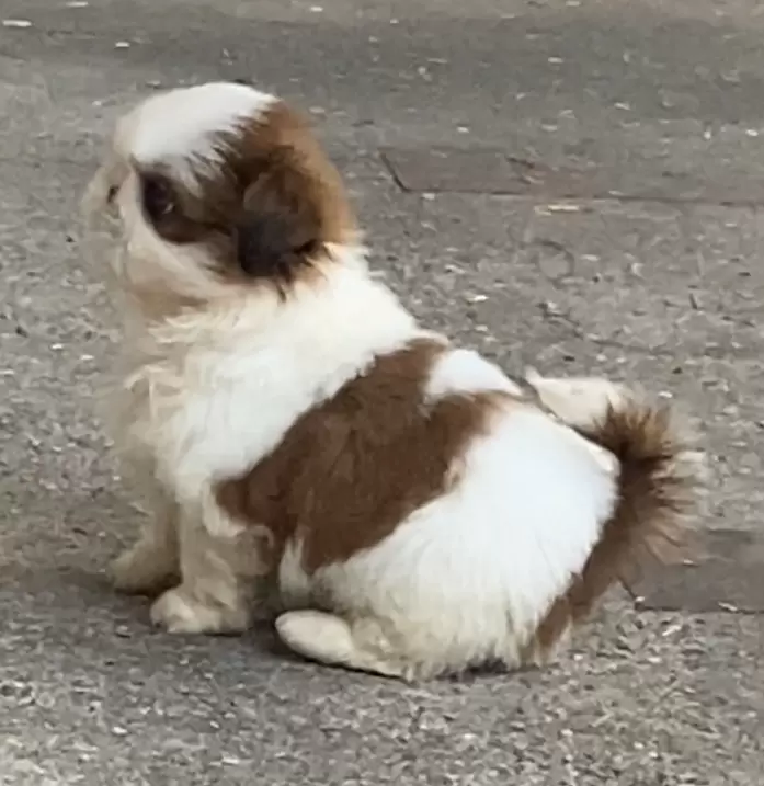 Paloma