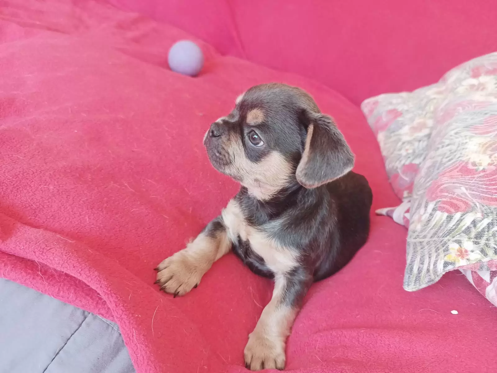 Buldog francês blue tan