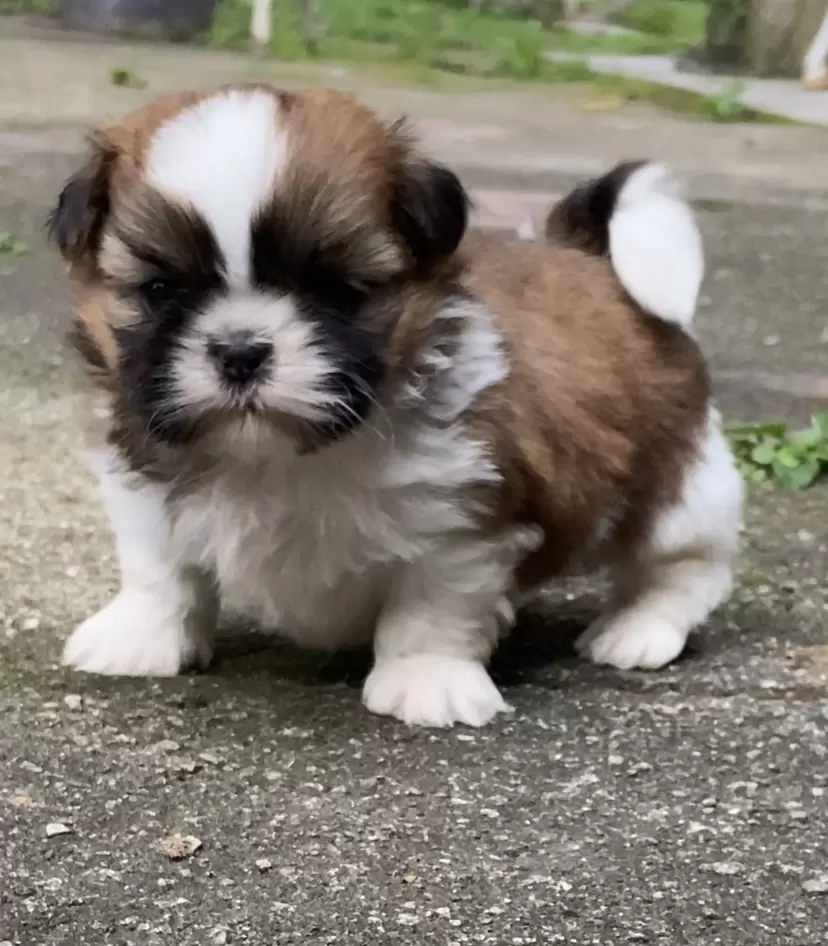 Fritz