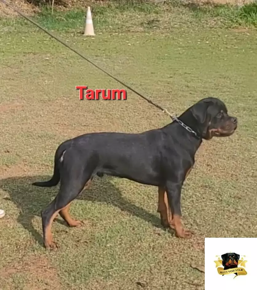 Tarum