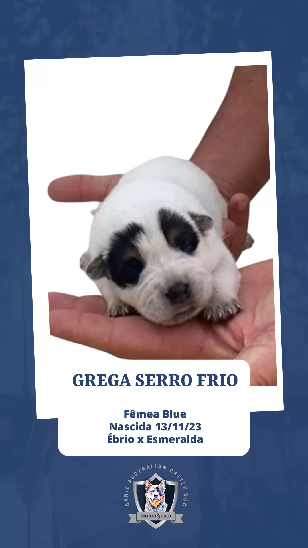 GREGA SERRO FRIO HEELERS