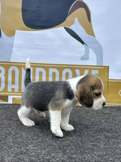 o canil do beagle: Mini Games Série Master- Os clássicos dos