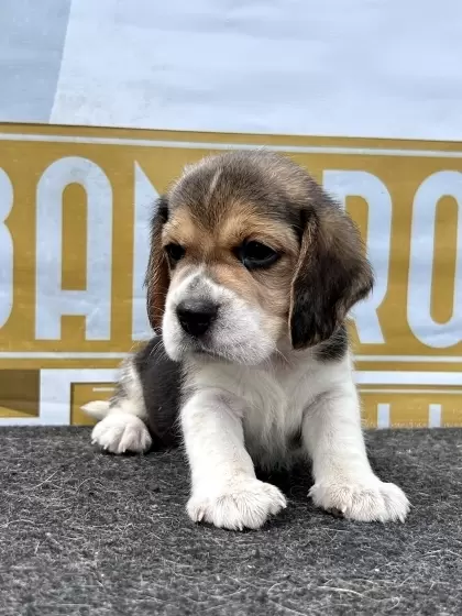 o canil do beagle: Mini Games Série Master- Os clássicos dos