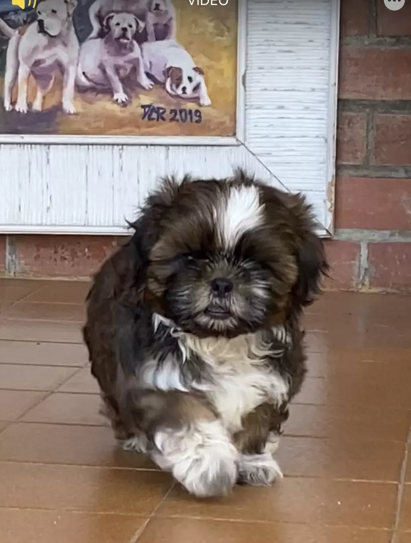 Lorenzo