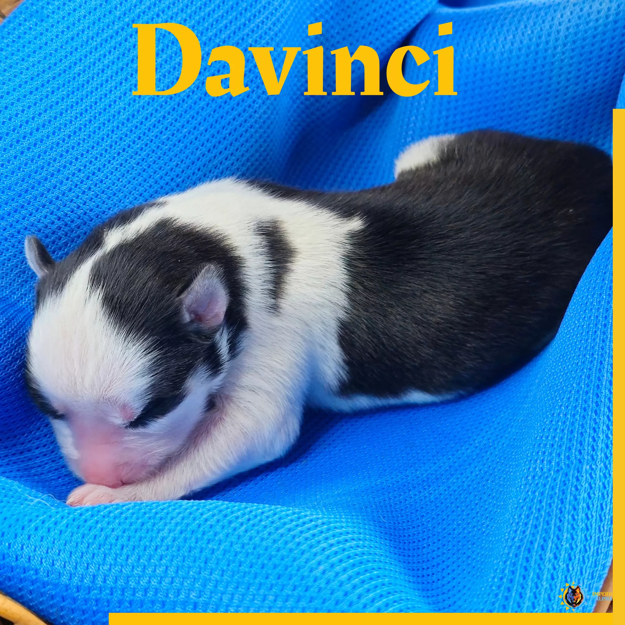 Davinci