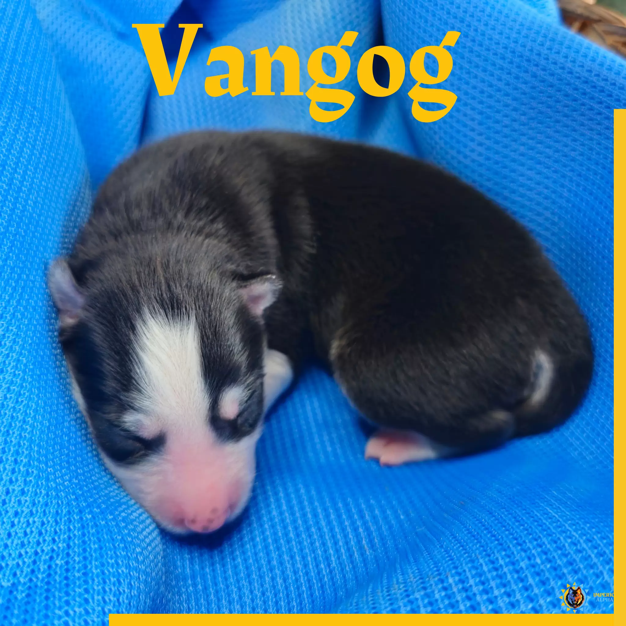 Vangog