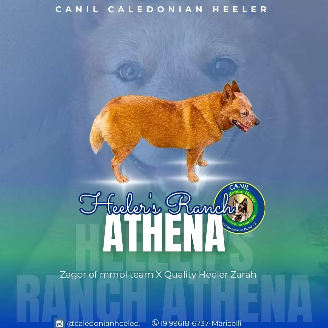 ATHENA