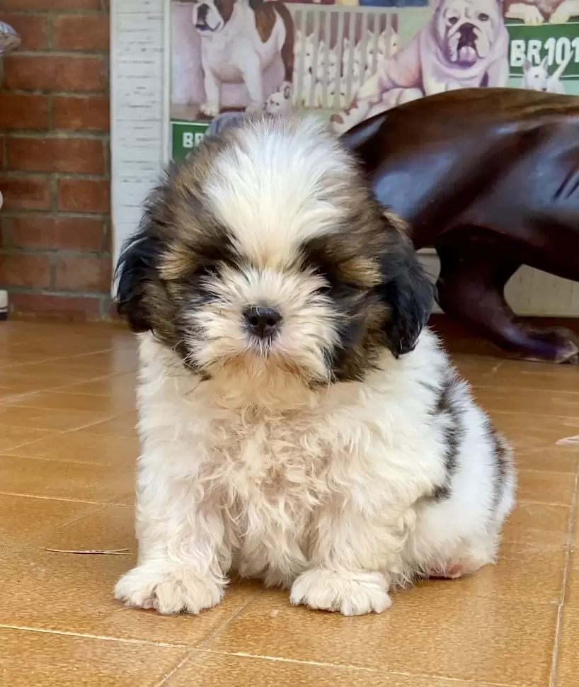 Little Angel 