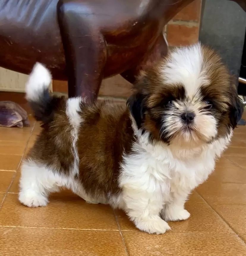 LUCY