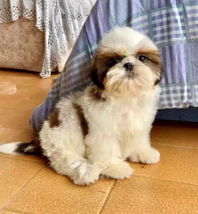Francisco 