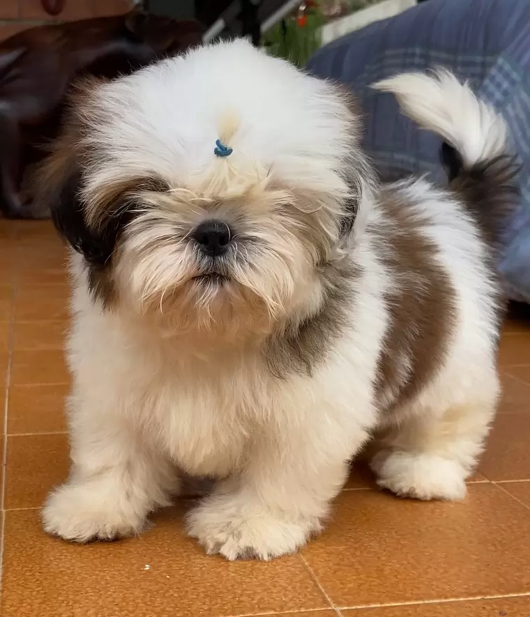 Frodo