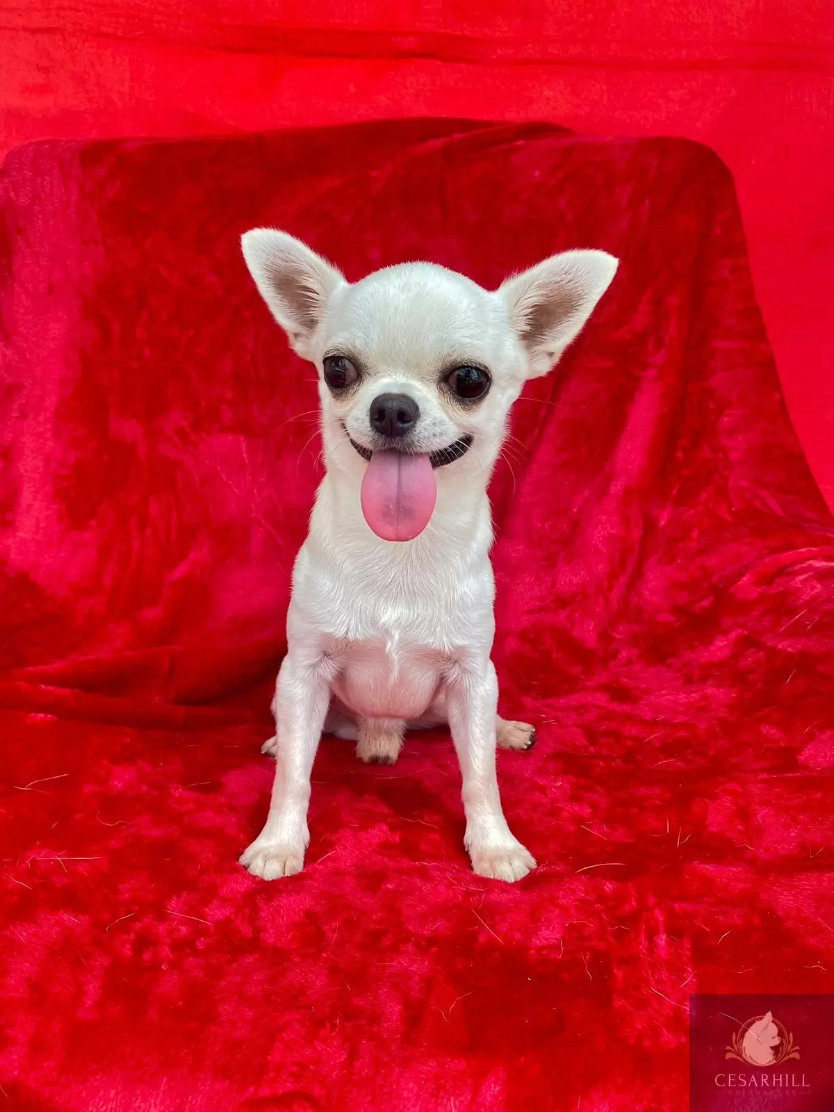 ELVIS