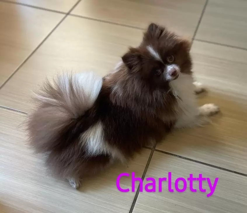 CHARLOTY