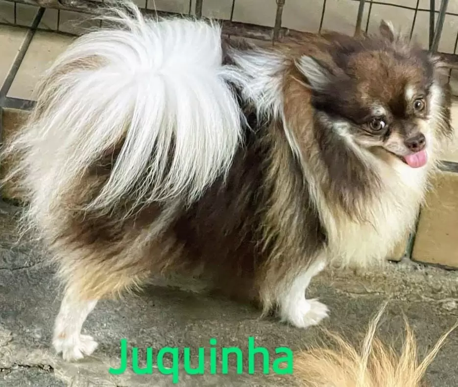 JUKINHA