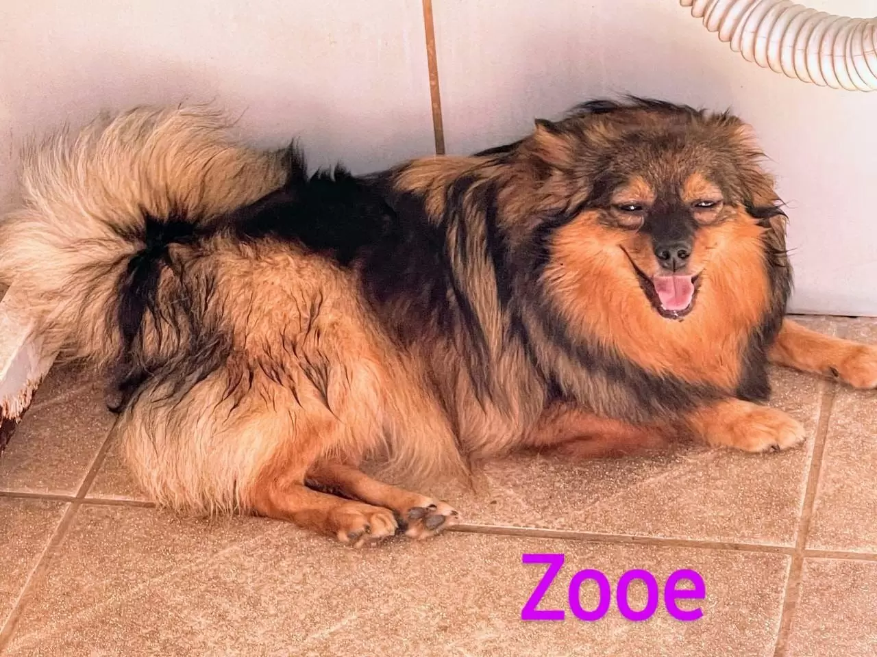 ZOOE