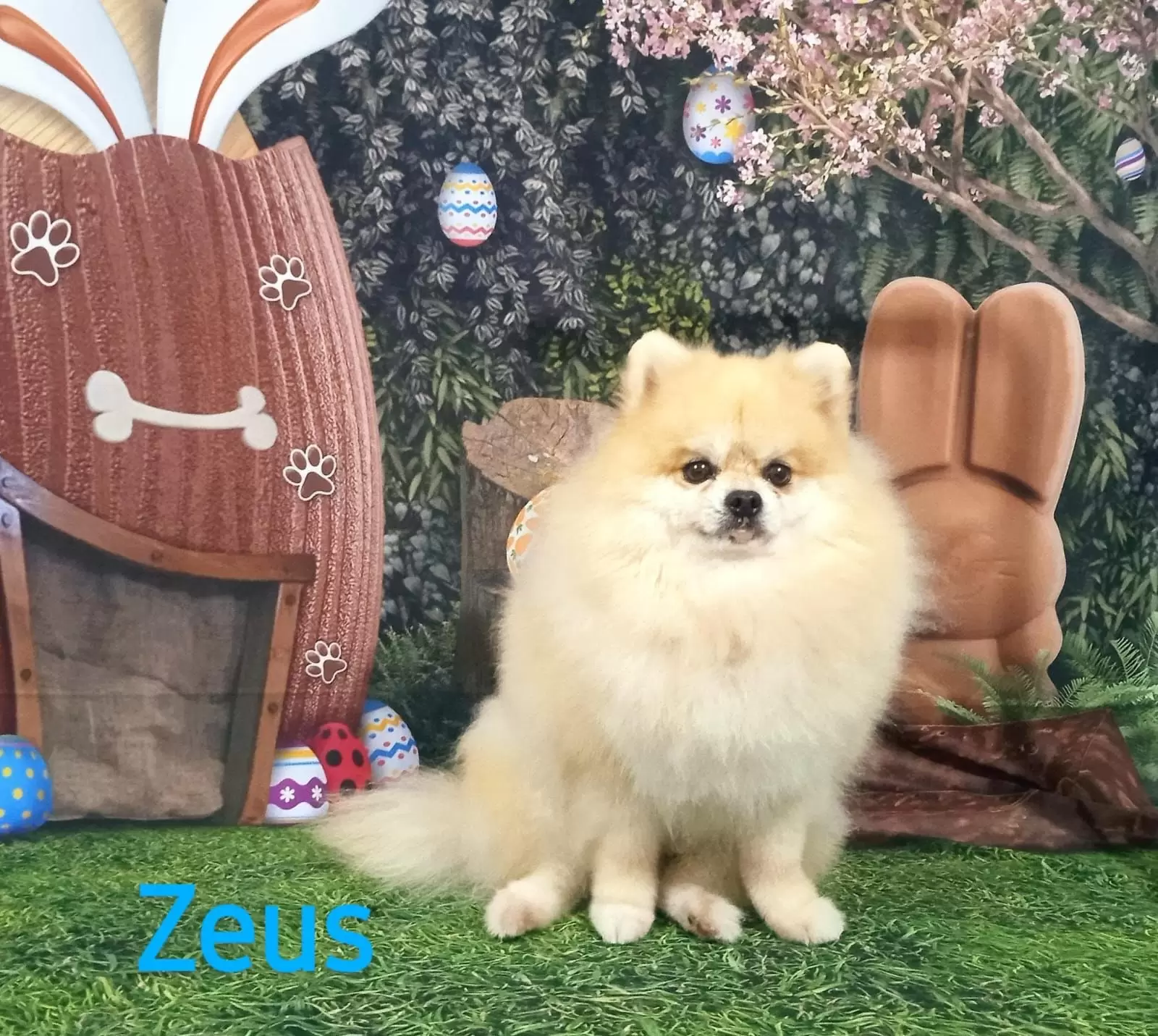 ZEUS