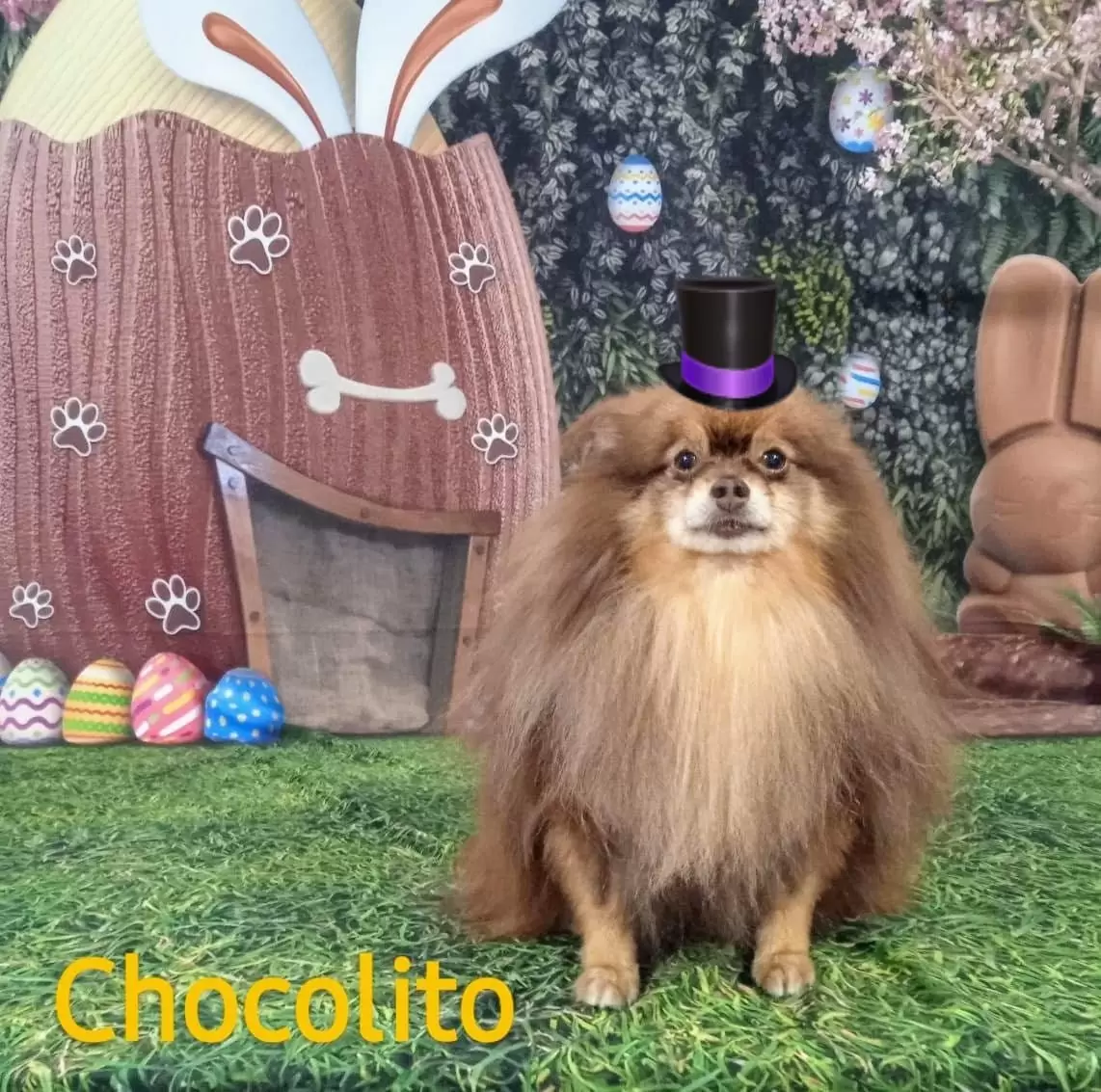 CHOCOLITO