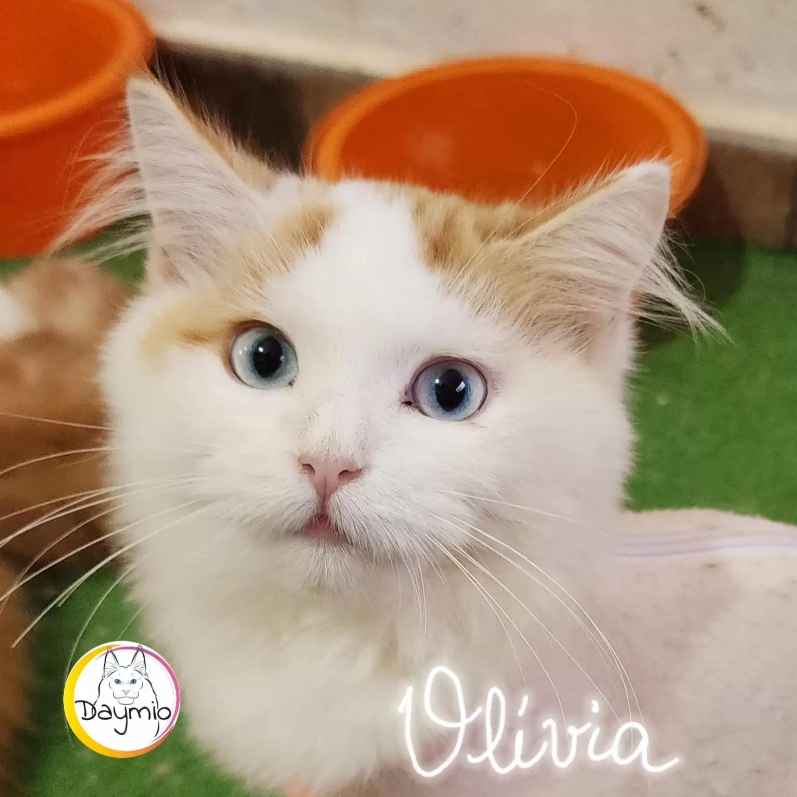 Olivia