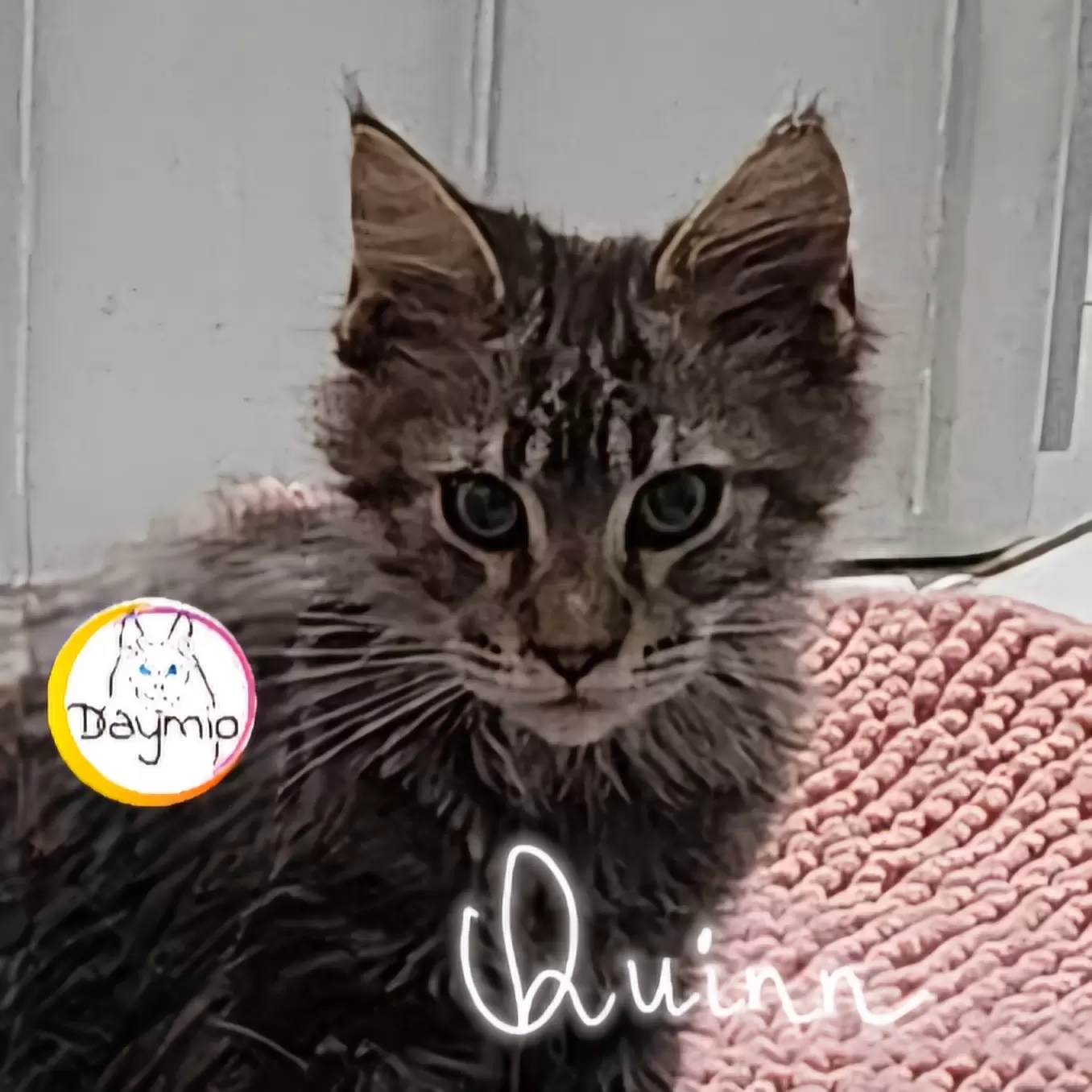 Quinn