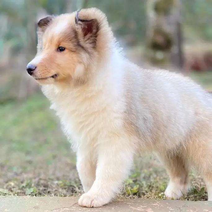 PUPPY 05 CANIL FAMÍLIA SHETLAND