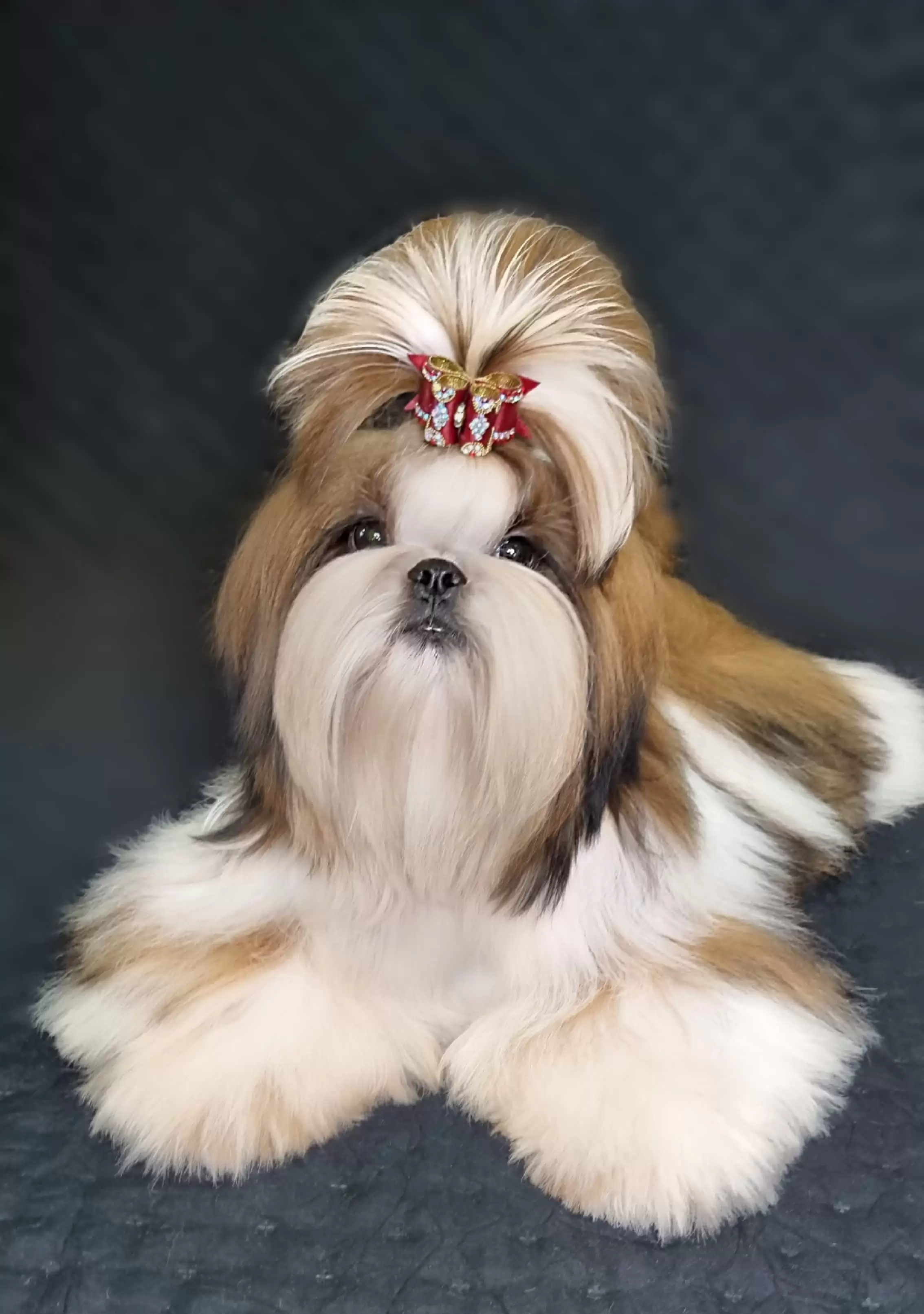 Gustavo