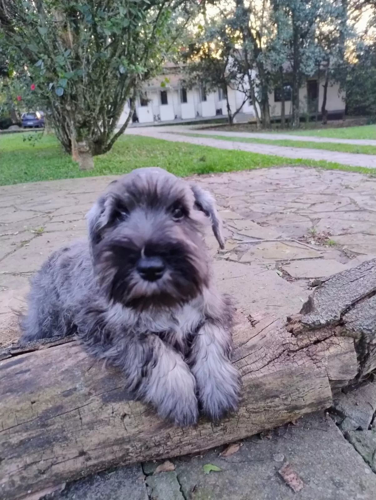 Joko da Boa Barba