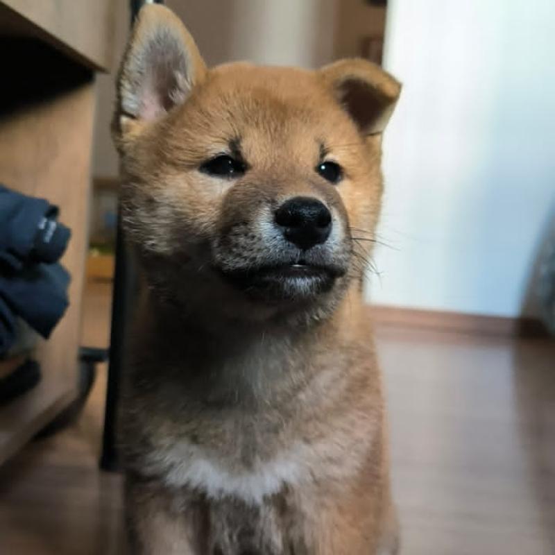 Shiba inu