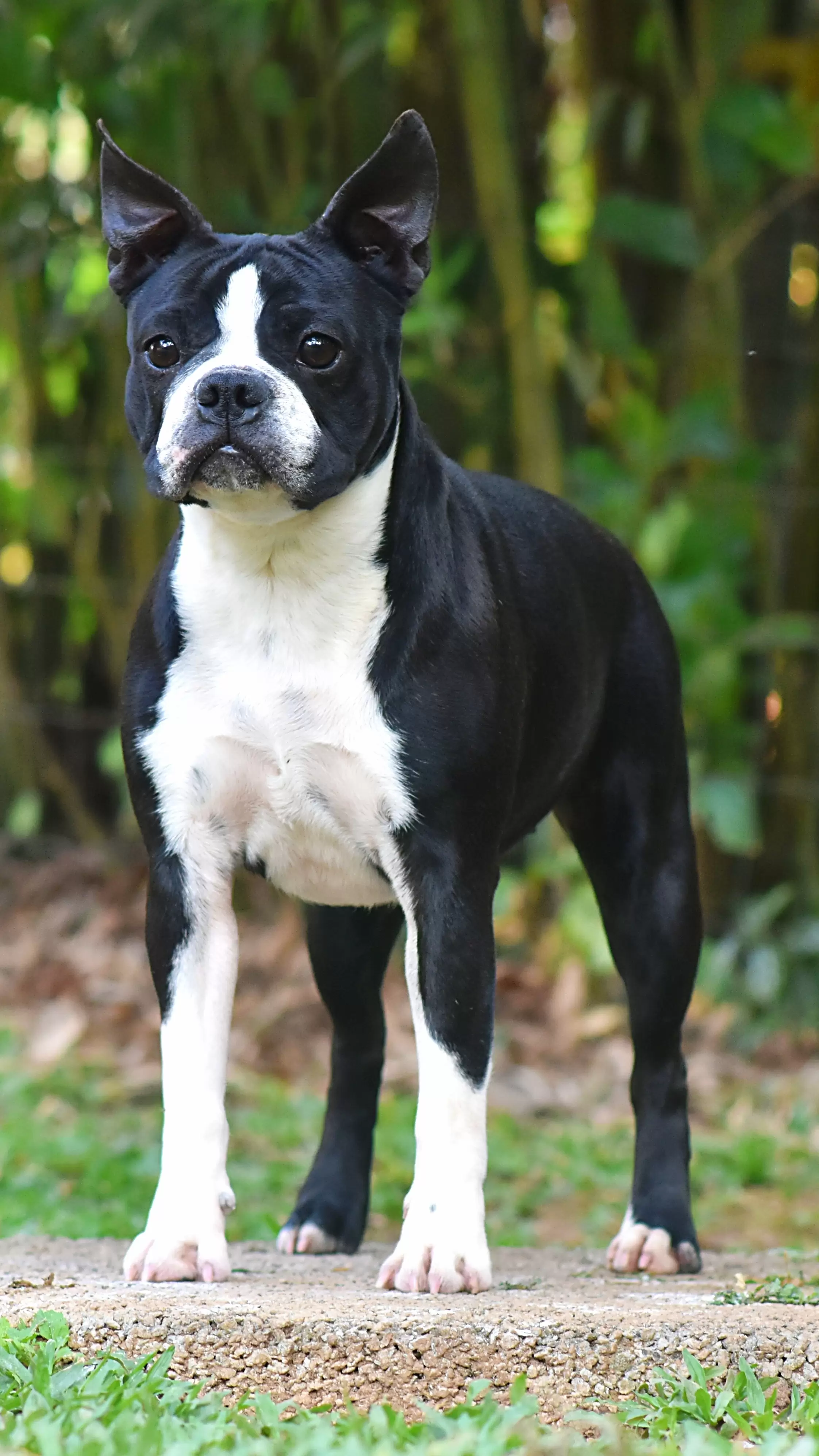 Sofia