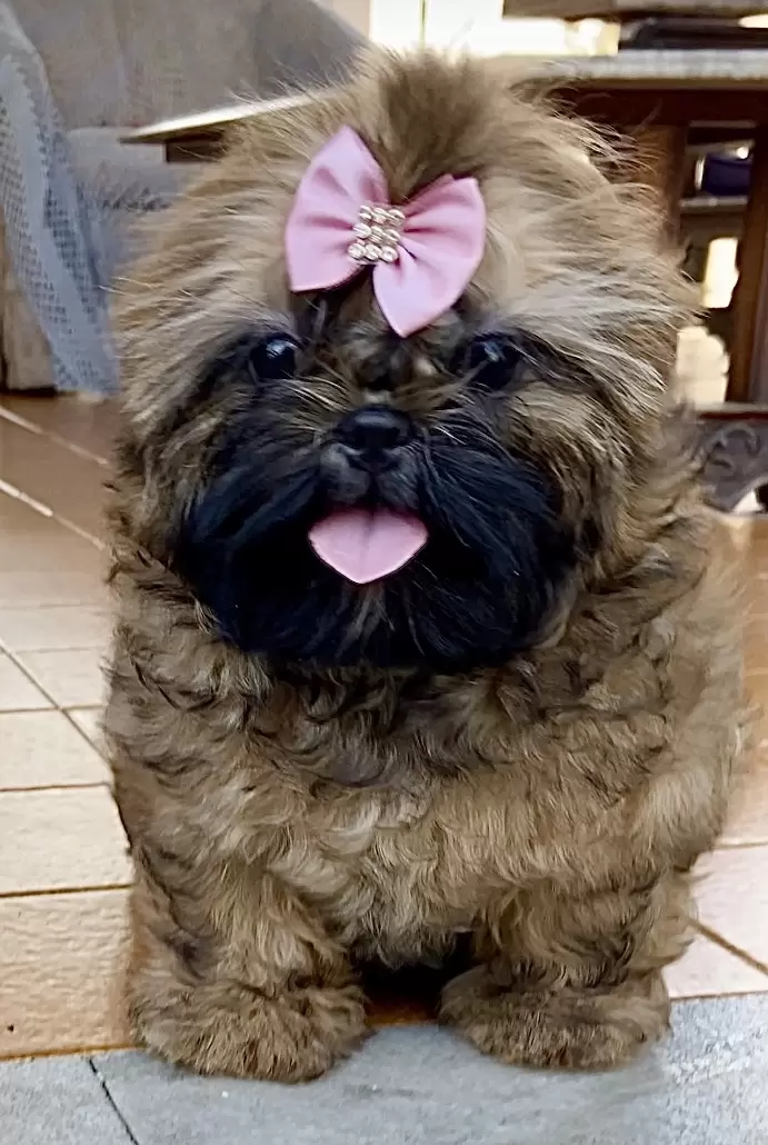 Belinha
