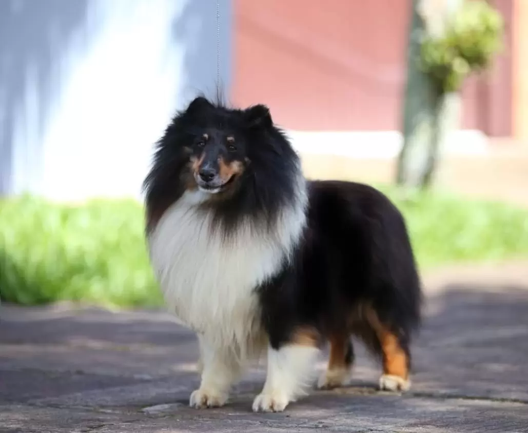 Sir Spot