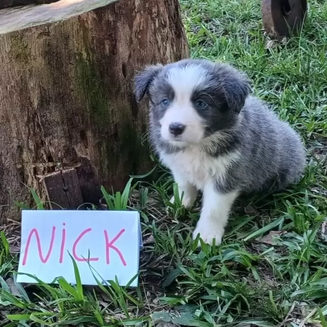 Nick