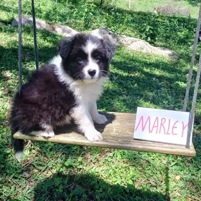 Marley